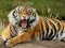 Oyunu Animals Jigsaw Puzzle Tiger çevrimiçi