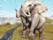 Oyunu Zoo Anomaly Simulation çevrimiçi