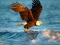 Oyunu Animals Jigsaw Puzzle Eagle çevrimiçi