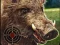 Oyunu Boar Hunting Jigsaw çevrimiçi