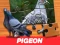 Oyunu Pigeon Jigsaw Puzzle çevrimiçi