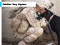Oyunu Soldier Dog Jigsaw çevrimiçi