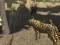 Oyunu African Cheetah Hunting Simulator çevrimiçi