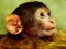 Oyunu Funny Baby Monkey çevrimiçi