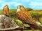 Oyunu Birds of Prey Slide çevrimiçi