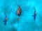 Oyunu Avoid the Sharks çevrimiçi