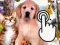 Oyunu Pets Clicker çevrimiçi