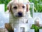Oyunu PicPu Dog çevrimiçi