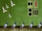 Oyunu Pigeon Escape 2 çevrimiçi