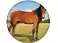 Oyunu Animal Quiz çevrimiçi