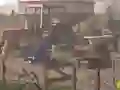 Oyunu Hog farm çevrimiçi