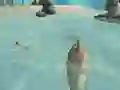 Oyunu Shark Simulator Beach Killer çevrimiçi
