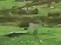 Oyunu Pigeons Hunting çevrimiçi