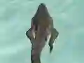 Oyunu Crocodile Simulator Beach Hunt çevrimiçi