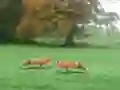 Oyunu Hunted Fox çevrimiçi