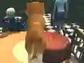 Oyunu Dog Simulator: Puppy Craft çevrimiçi