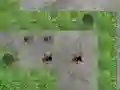 Oyunu Spider Tower Defence çevrimiçi