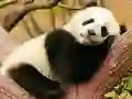 Oyunu Animal Differences çevrimiçi