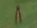 Oyunu Dino Hunt çevrimiçi