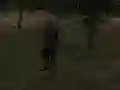 Oyunu FPS Agency: Forest çevrimiçi