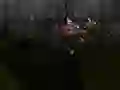 Oyunu Zombie Survival çevrimiçi