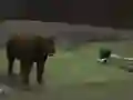 Oyunu Bear Den çevrimiçi