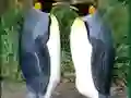 Oyunu Penguin Puzzle çevrimiçi