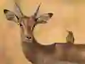 Oyunu Wild Deer Jigsaw çevrimiçi