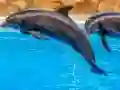 Oyunu Sea Dolphin Jigsaw çevrimiçi