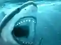 Oyunu Hungry Shark çevrimiçi