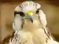 Oyunu Gyrfalcon Jigsaw çevrimiçi