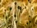 Oyunu Poppy Bud Jigsaw çevrimiçi