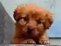 Oyunu Puppy Puzzle çevrimiçi