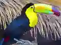 Oyunu Toucan Bird Jigsaw çevrimiçi