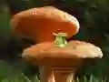 Oyunu Mushroom Plant Land Escape çevrimiçi