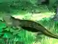 Oyunu Lizard Forest Escape çevrimiçi
