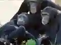 Oyunu Funny Chimpanzee Jungle Escape çevrimiçi