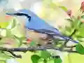 Oyunu Hidden Spots Birds çevrimiçi