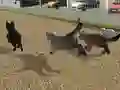 Oyunu Run Cat Cat Race çevrimiçi