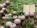 Oyunu Lycoperdon Mushroom Land Escape çevrimiçi
