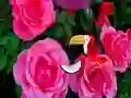 Oyunu Precious Rose Escape çevrimiçi