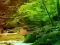 Oyunu Peaceful Rainbow Forest Escape çevrimiçi