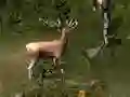Oyunu Sniper Hunting Deadly Animal çevrimiçi