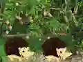 Oyunu Escape From Mango Farm çevrimiçi