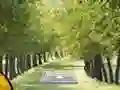 Oyunu Pair of Cat Escape çevrimiçi