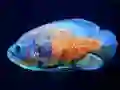 Oyunu Tiger Fish Jigsaw çevrimiçi