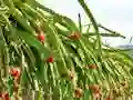 Oyunu Dragon Fruit Animal Escape çevrimiçi