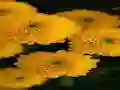 Oyunu Chrysanthemums Jigsaw çevrimiçi
