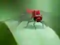 Oyunu Dragon Fly Jigsaw çevrimiçi
