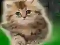 Oyunu Couple Kitten Escape çevrimiçi
